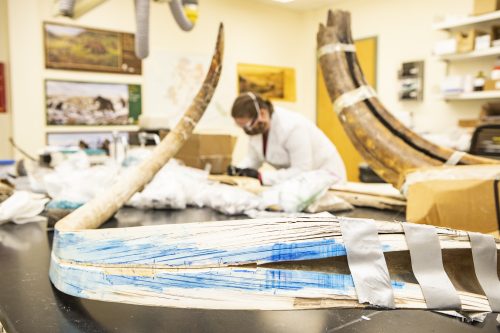 An unprecedented peek into life of 17,000-year-old mammoth