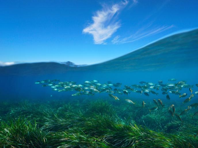 Marine and coastal ecosystems support a large proportion of the world’s biodiversity © Damsea, Shutterstock