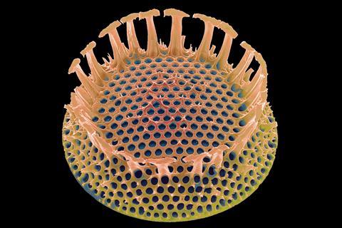 A circular crown-like diatom with a regularly textured surface