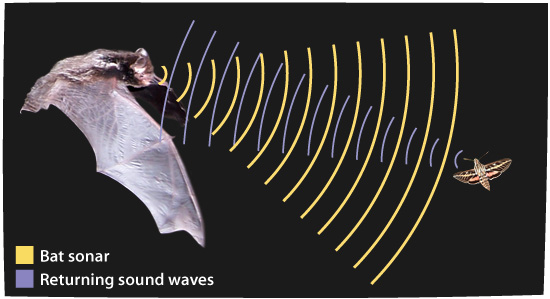 Are Bats Blind? | Ask A Biologist