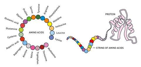 Explainer: Why have protein design and structure prediction won the 2024 Nobel prize in chemistry?