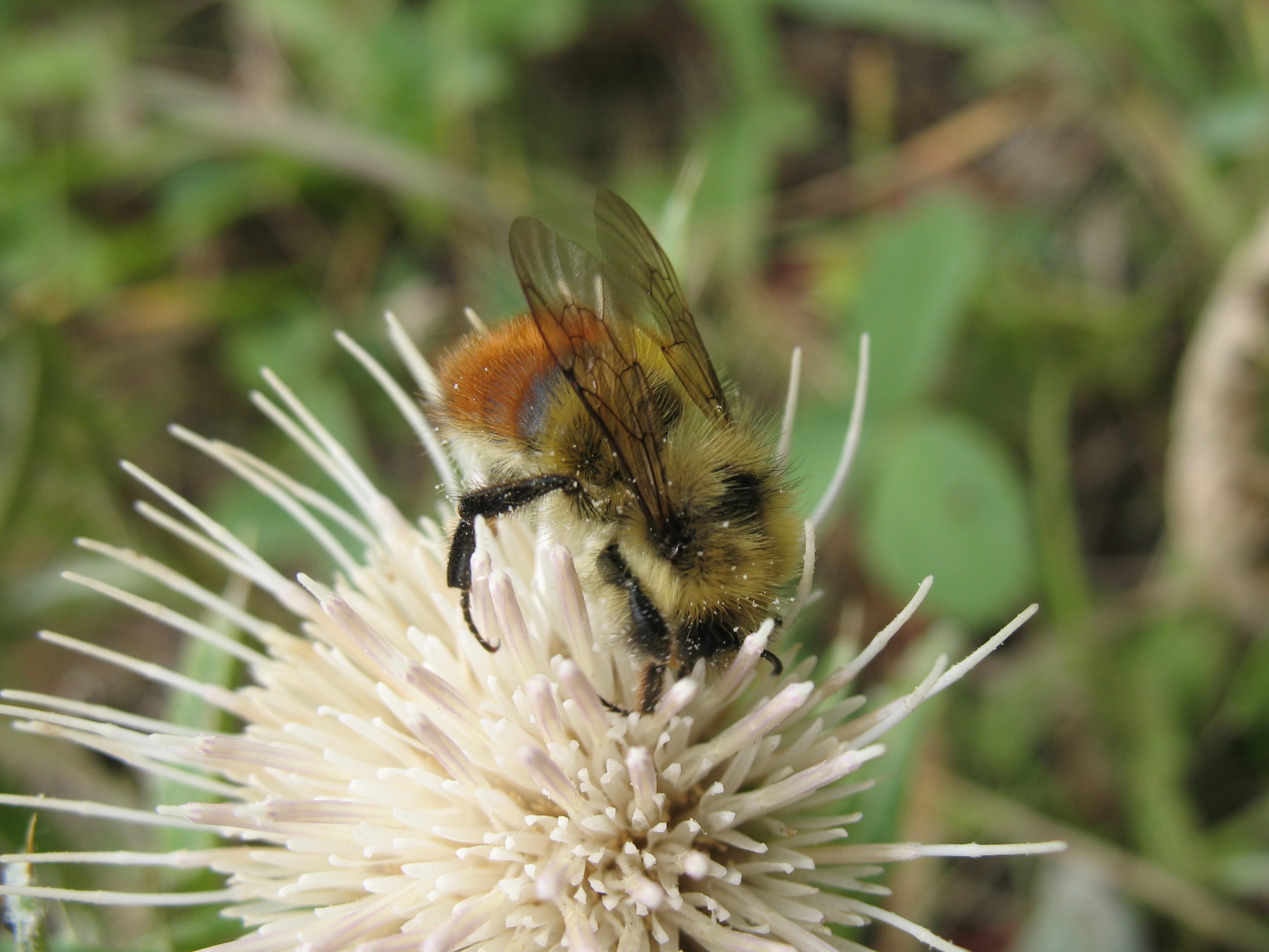 Impact of Climate Change on Wild Bees: Decrease in Population and Species Variety