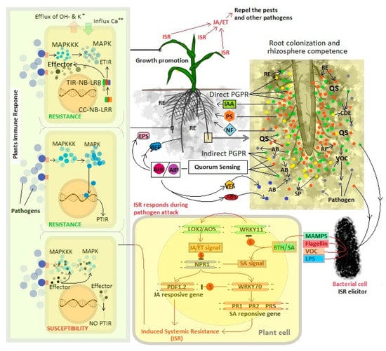 Microorganism Able to Retrieve Minerals Might Offer Insights into Nitrogen Fixation in the Early Earth