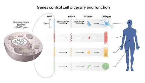 microRNA discovery wins Nobel prize in medicine