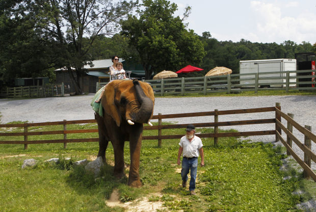 53-Year Research Uncovers 90% Drop in Forest Elephant Numbers