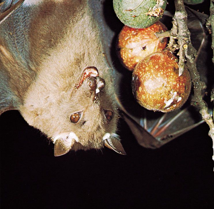 "Bats' Adaptive System for Locating Without Sound"