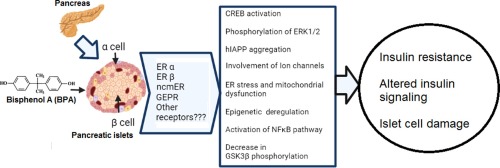 Comprehending the Issues Related to Bisphenol A (BPA)