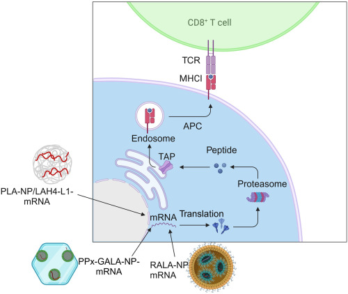 "Effective Tagging Technique Could Enhance mRNA Vaccine Manufacturing, Lowering Time and Expenses"