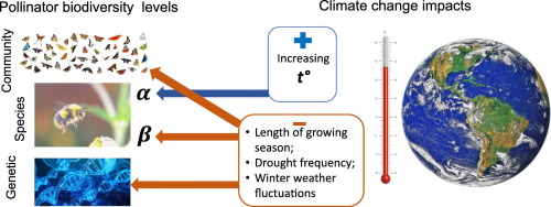 "Effects of Climate Change on Wild Bee Communities: Reducing Numbers and Variety"