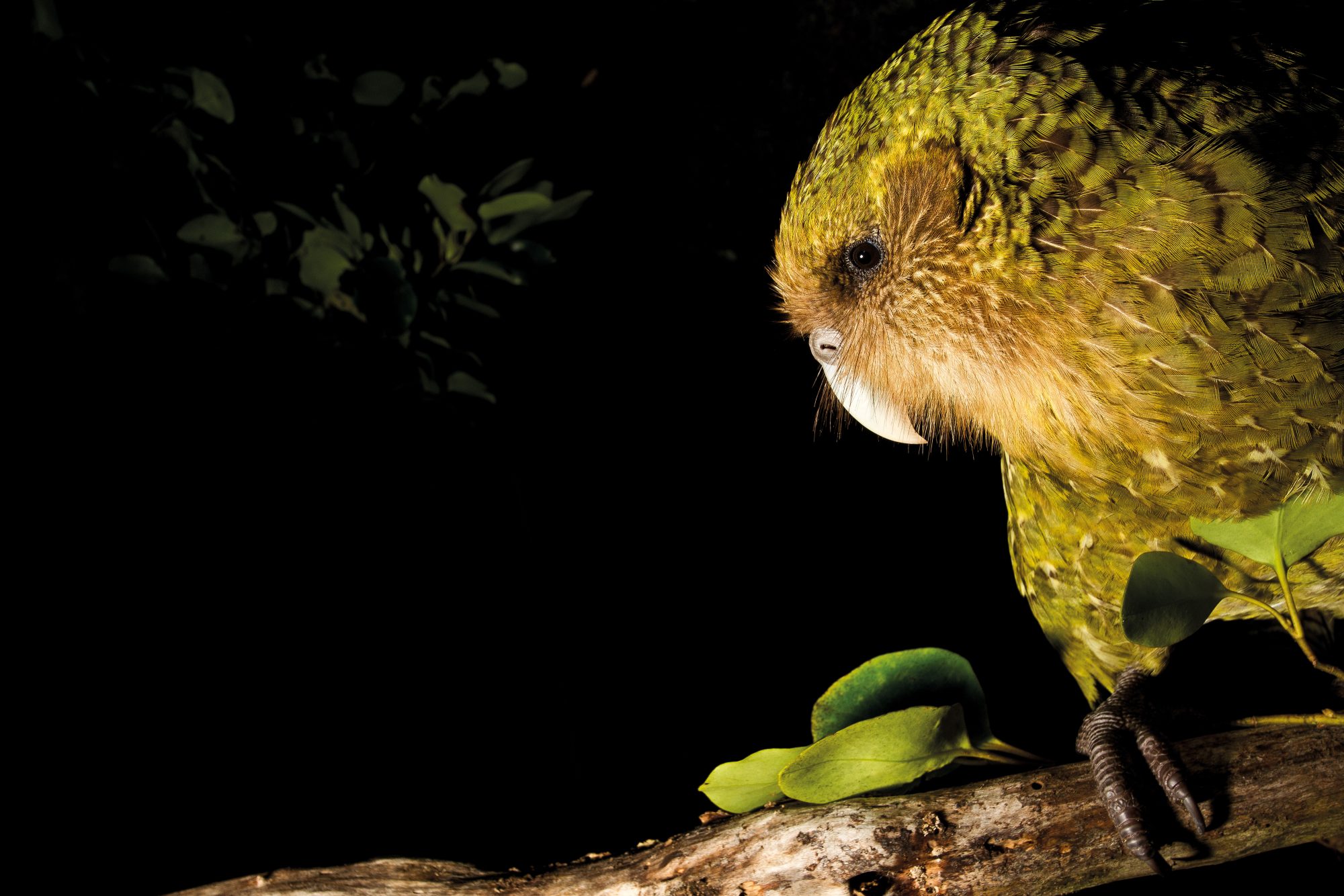 Enzyme Linked to Bright Feather Colors in Parrots Discovered