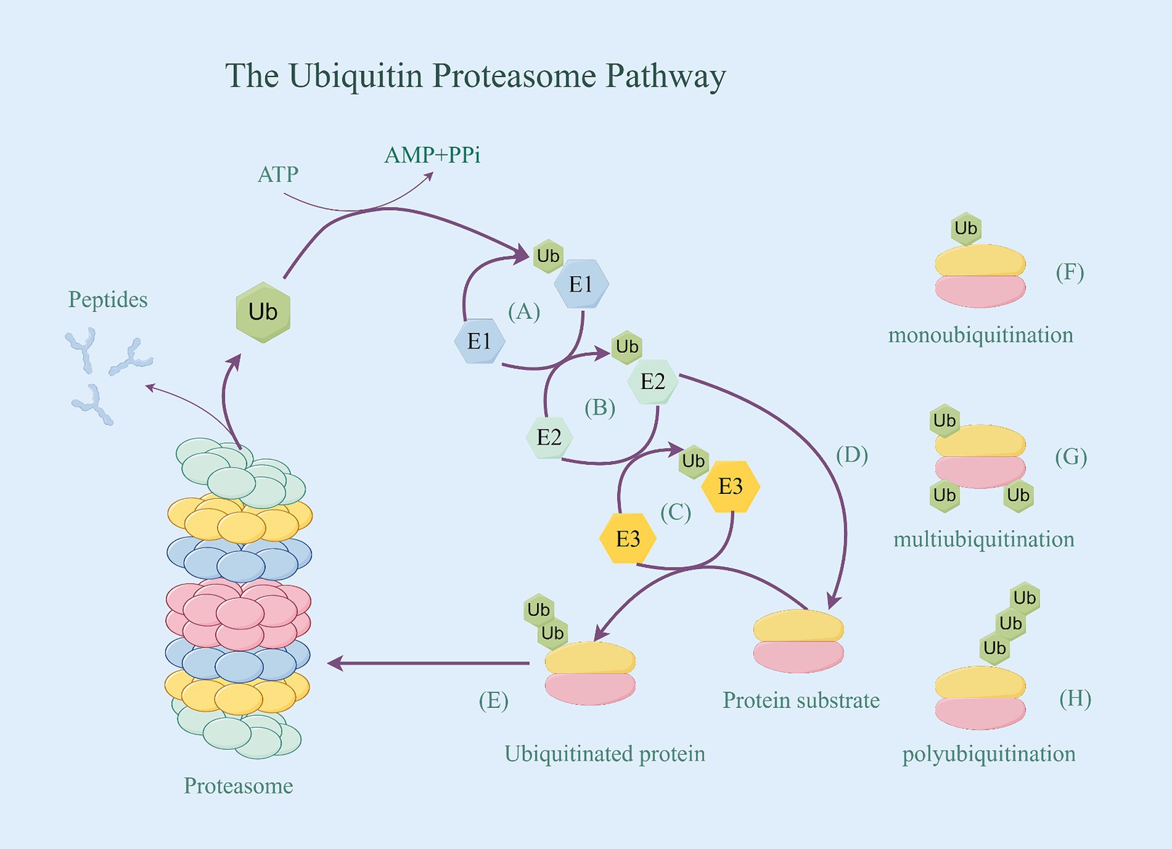 "Essential Enzyme's Function in Altering Brain Protein Associated with Alzheimer’s Disease"