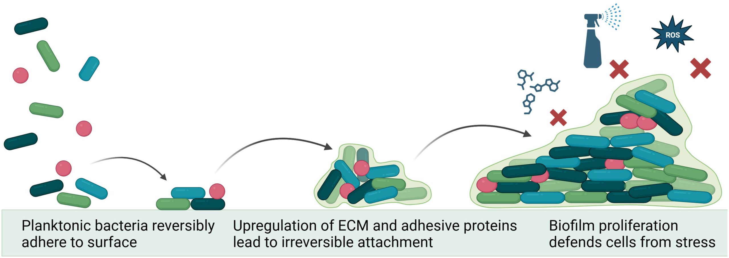 Essential Oils Are Improbable to Substitute Antibiotics, Regardless of Recent Studies