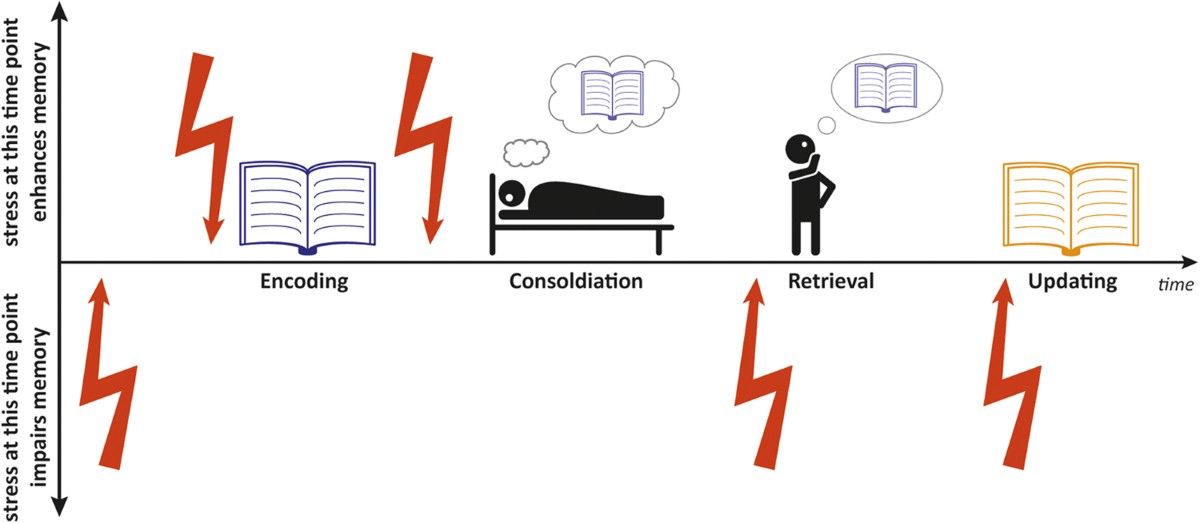 Grasping the Processes Involved in Human Memory Creation and Retrieval