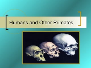 "Great Apes Watch and Understand Events in a Manner Comparable to Humans"