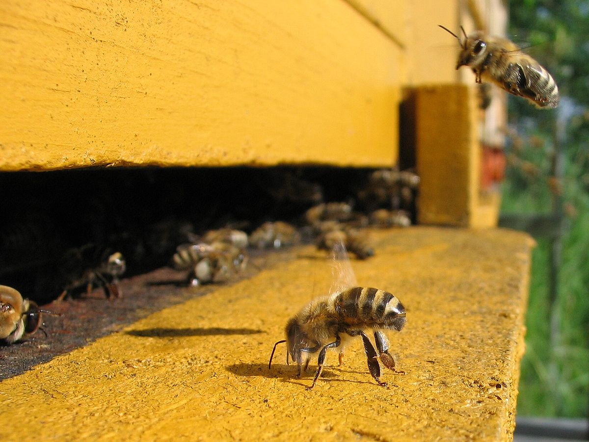 Impact of Climate Change on the Richness and Variety of Wild Bee Populations