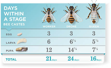 Influence of Light Pollution on Bee Resting Habits Represents Risk to Crucial Pollinators