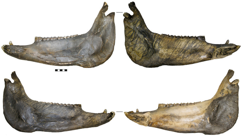 Isotope Examination Reveals Everyday Beginnings of Remarkable Dinosaur Fossil Location