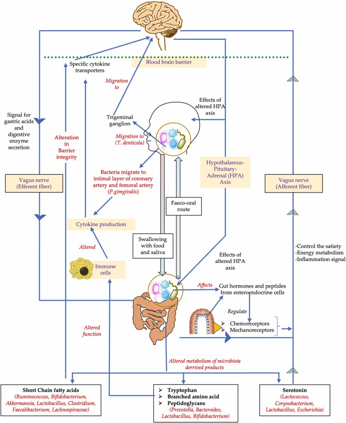 "Mental Well-Being in Expectant Mothers Associated with Oral Bacterial Levels"