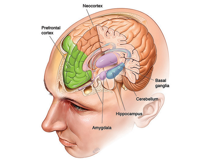 Neuroscience Discoveries on the Effects of Stress on Memory Creation and Retrieval