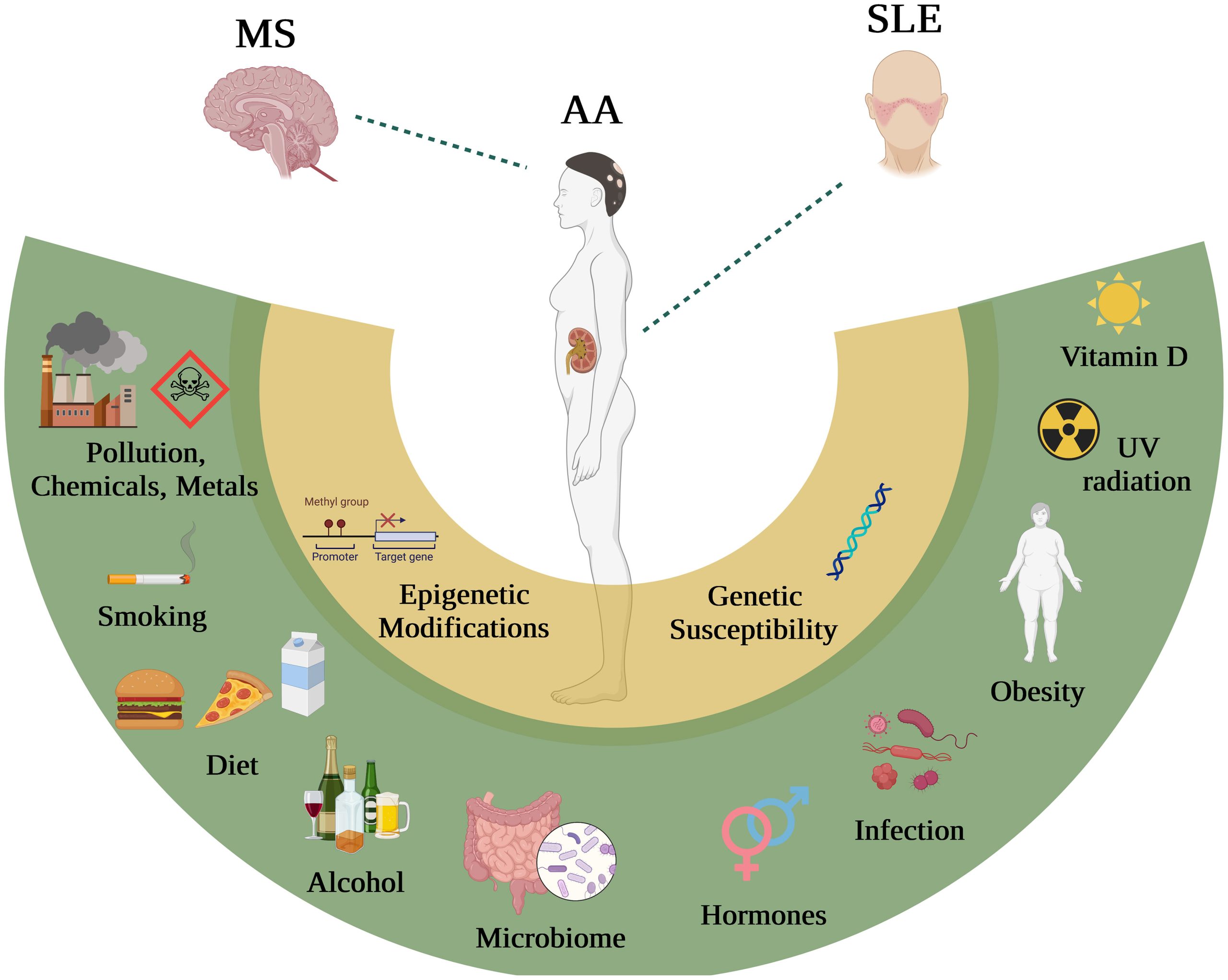 New Tool Evaluates Vitamin D Deficiency Risk in Young Japanese Females