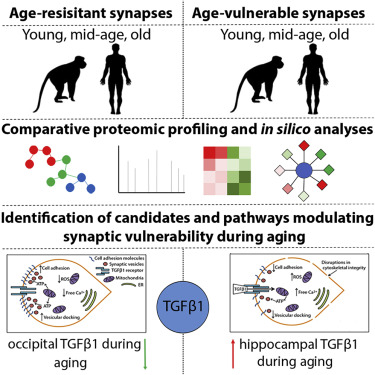 Non-Human Primate Studies Provide Crucial Understanding of Alzheimer's Resistance