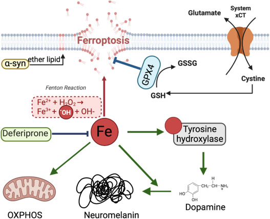 Parkinson's Drugs Induce Iron Shortage, Affecting Gut Microbiota