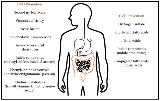 Research Discovers Soy Protein Enhances Cardiovascular Wellness by Affecting Intestinal Microflora