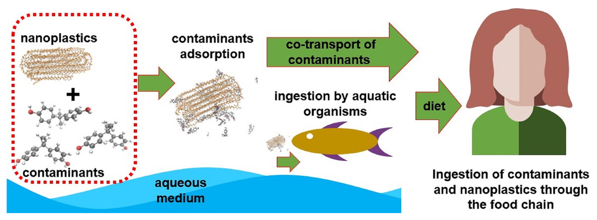 Research Indicates Nanoplastics Impair Efficacy of Antibiotics