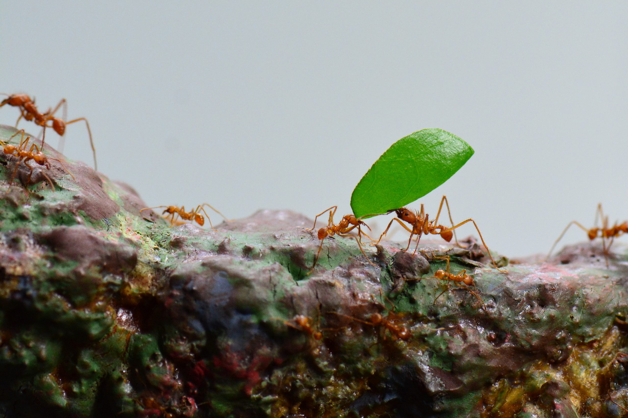 "Research Shows How Ants Create Paths to Various Food Supplies"