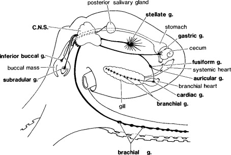 Researchers Discover Intricate Neural Regulation Mechanism Directing Octopus Limb Movement