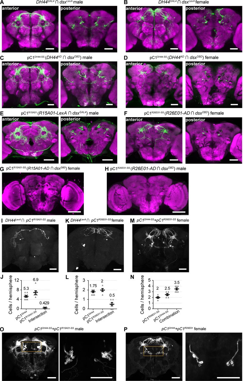 Researchers Discover Neural Pathway Linked to Female Sexual Rejection Behavior