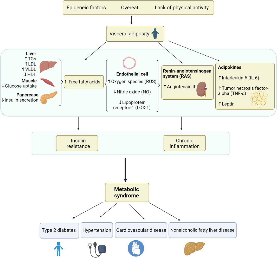 Researchers Discover New Metabolic Compound Governing Appetite and Weight Control