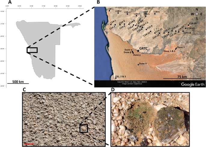 Researchers Uncover Active Microbes Flourishing in the Most Arid Desert on Earth