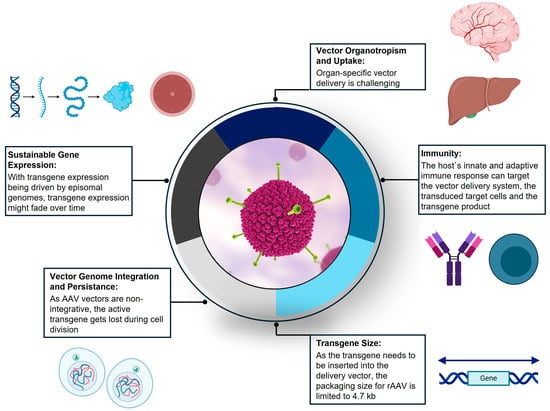 Revolutionary Method Facilitates Medication Transport Through the Brain's Defense Barrier