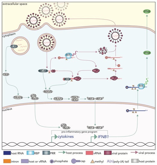 "RNA's Absence of Preference: Exploring the Molecular Symmetry Enigma of Existence"