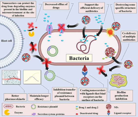 Scientists Discover Vulnerability in Antibiotic-Resistant Bacteria Associated with Magnesium Control