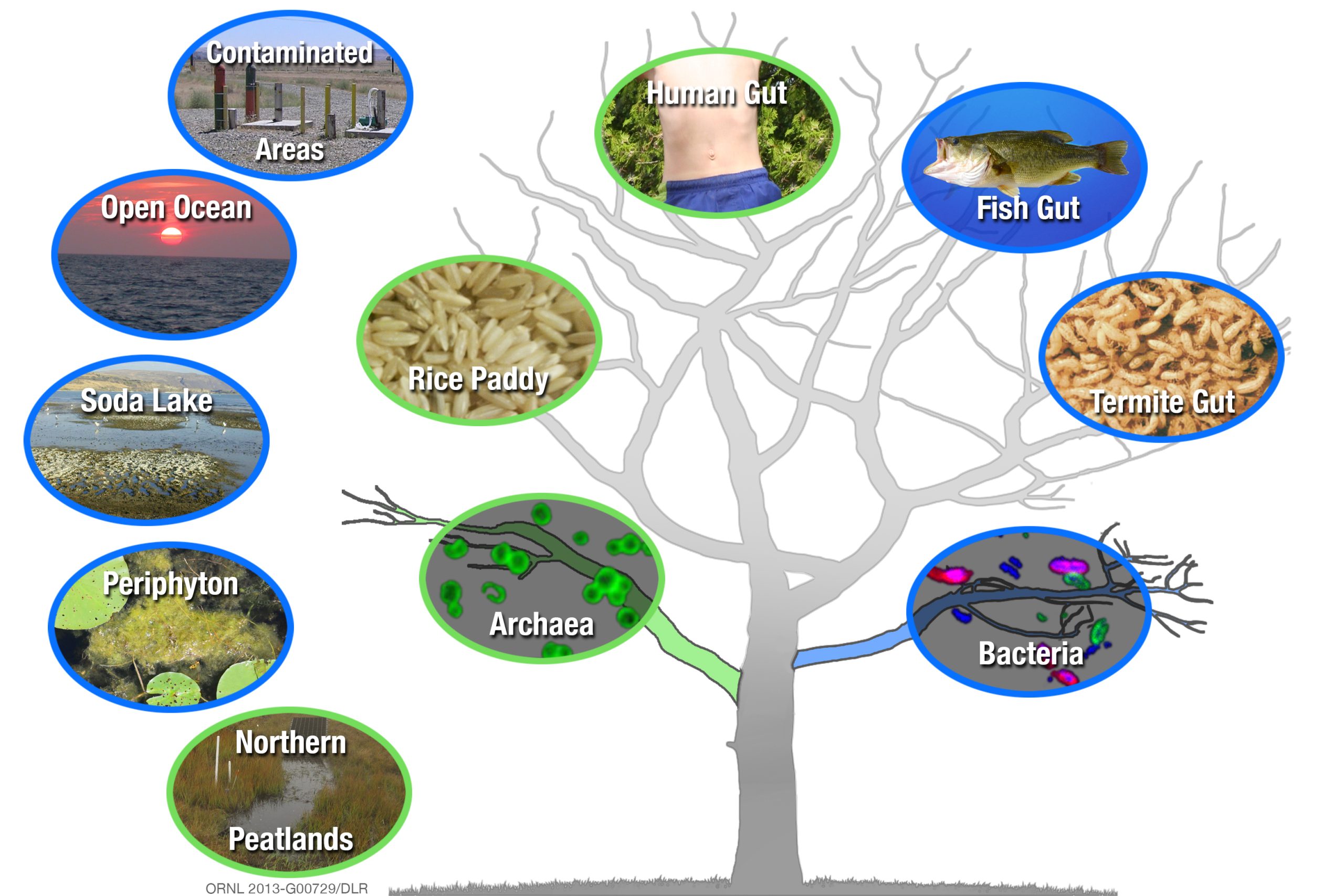 The Function of Microorganisms in Generating the Most Hazardous Type of Mercury