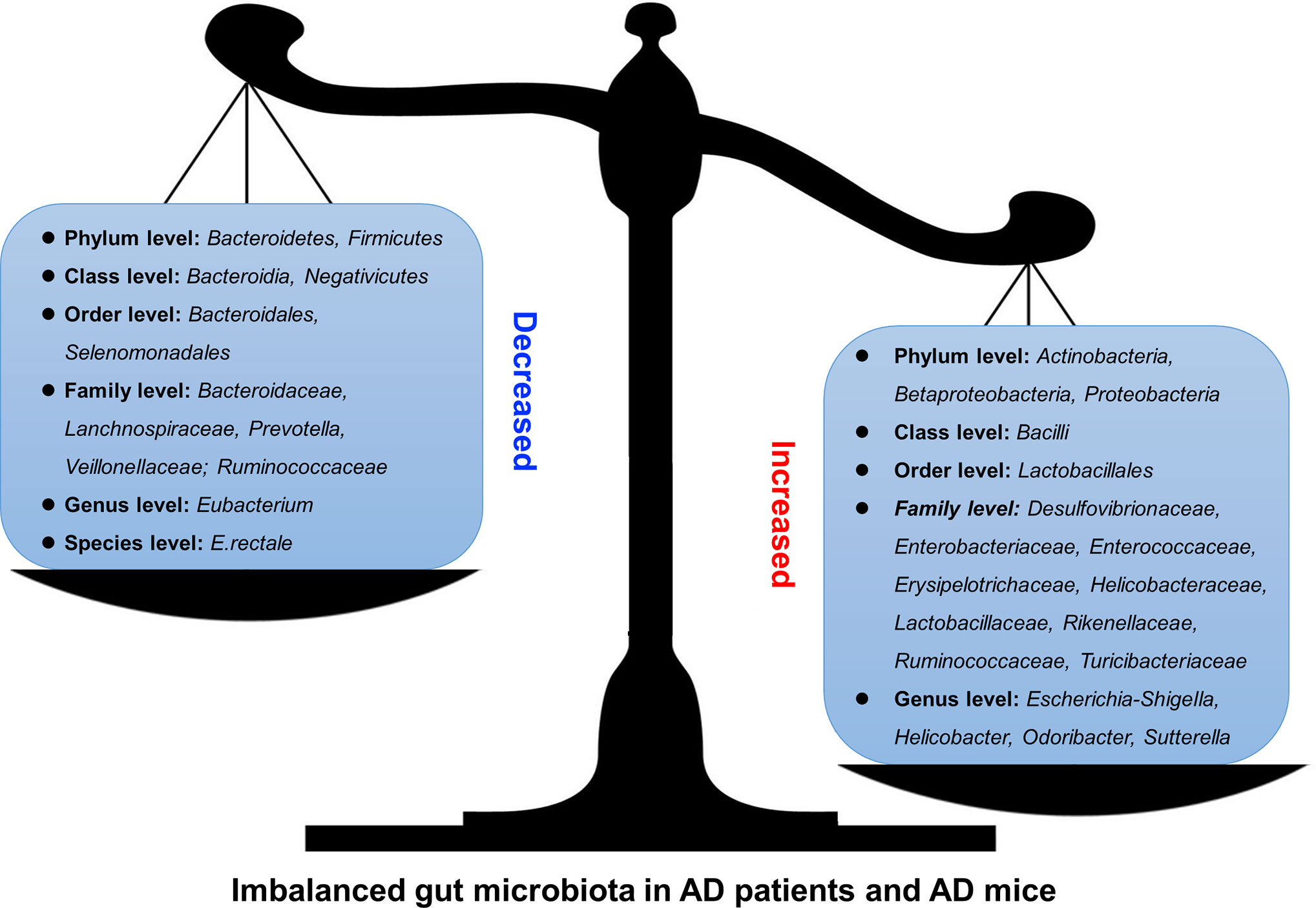 The Gut Microbiome Recognized as a Key Element in the Onset of Multiple Chronic Illnesses