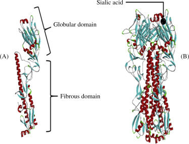 "Unveiling Additional Roles for Molecule that Blocks Influenza Throughout Infection Process"