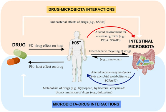 "Antidepressants Could Soon Target the Gut Rather than the Brain"