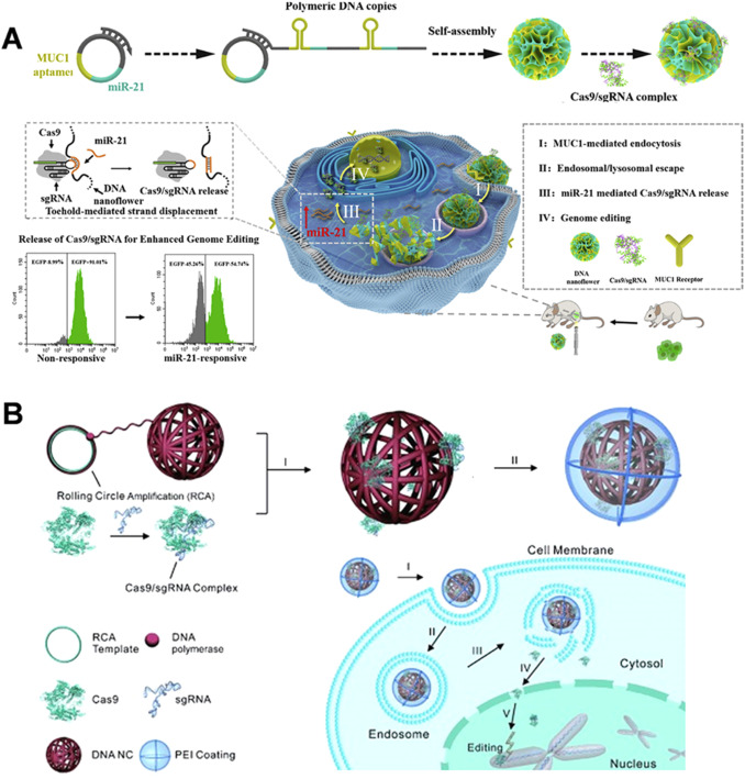 "Crispr Gene-Editing Enhancer Associated with Unintended DNA Damage in Remote Locations"