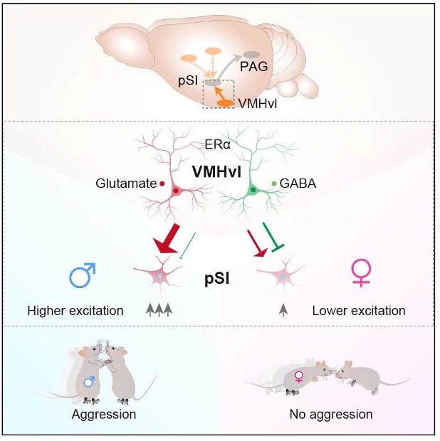 "Cutting-Edge Brain Imaging Reveals Neural Mechanisms Involved in Decision-Making"