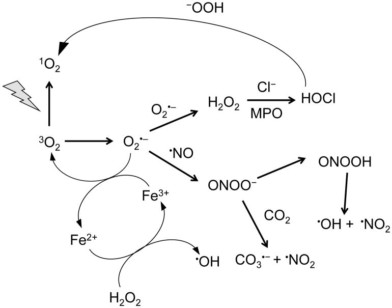 "Disordered Proteins Demonstrated to Overlook Ligand Chirality: A Challenge to Accepted Beliefs"