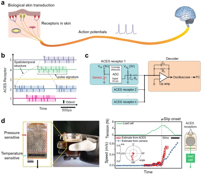 "Iontronic Gel Droplets Track Cardiac Tissue Function in Real Time"