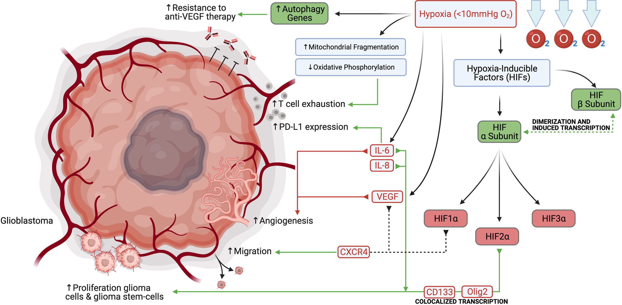 "Keto Diet Metabolite Demonstrated to Improve CAR T Cell Efficacy in Cancer Targeting"