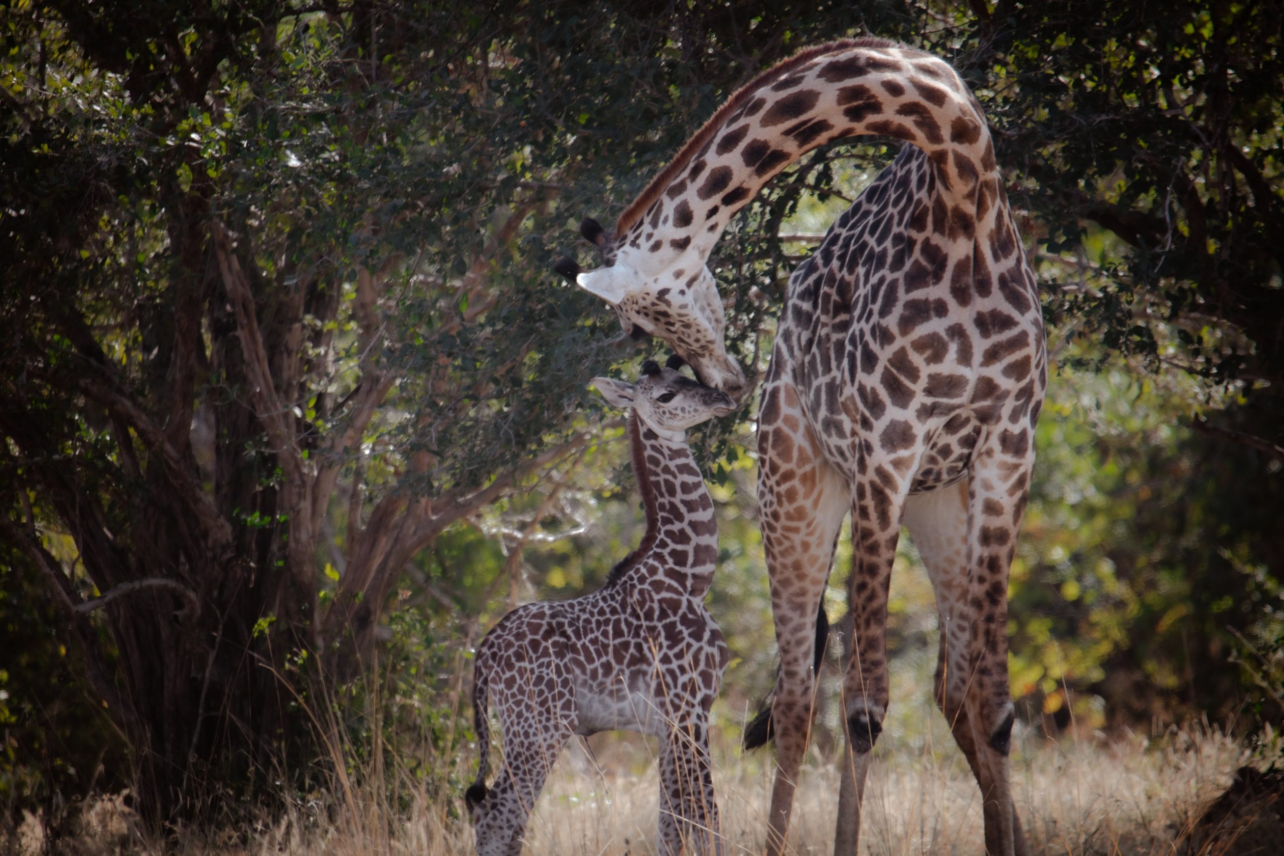 "Obstacles in Giraffe Conservation on Inclined Landscapes"