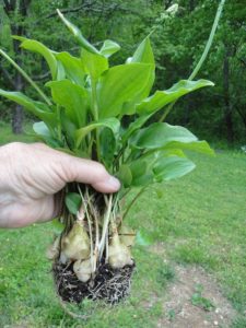 Research Shows That Planting Inappropriate Trees Can Raise Urban Nighttime Temperatures