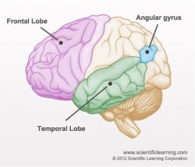 Researchers Create Method to Instantly Encode Learning Patterns into the Human Brain