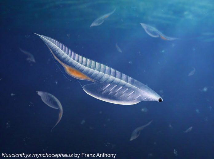 Researchers Uncover Newly Found Ocean Predator