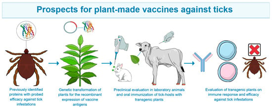 "Protein Adhesive: The Secret Behind Ticks' Firm Attachment"